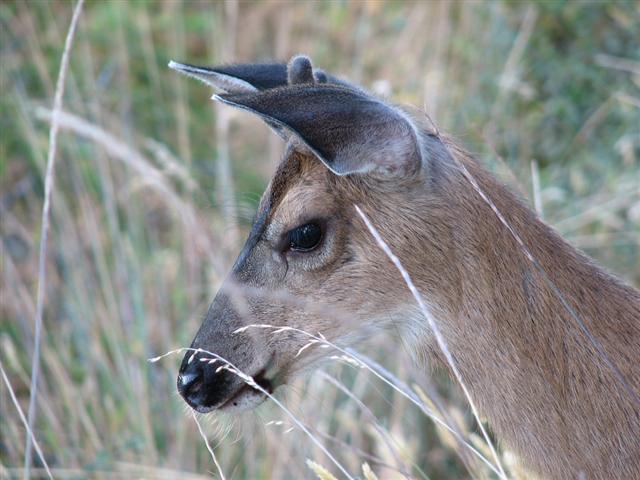 buck looking down on racoon