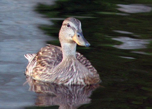 Curious duck on Cusheon lake
